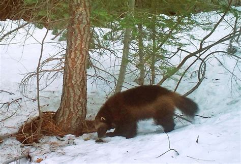 US boosts protections for endangered wolverines